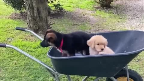 Funniest Golden Puppies clips.nhKjpp