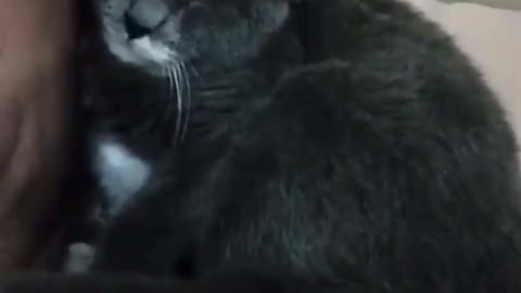 Sleeping my cat whit me😍