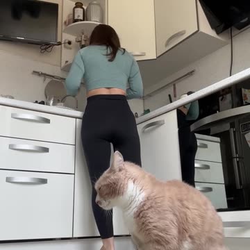 DJ Kitty Laying Down Some Hungry Beats __ ViralHog