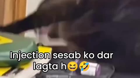 Funny cat ll 😺😺😺😺 ll
