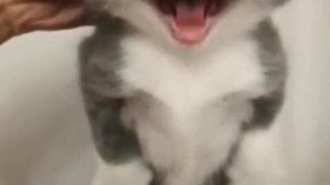 Funny Beautiful Cat