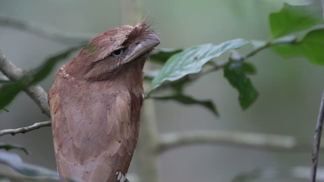 Funny Bird Videos