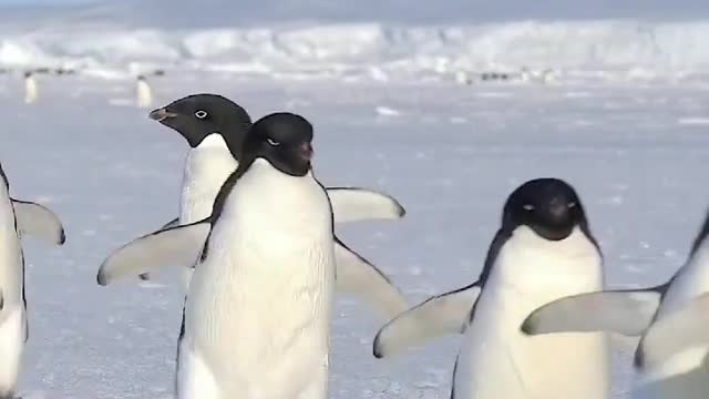 Adélie penguins waddling on the sea ice 🇦🇶 Cape Hallett