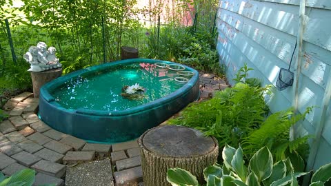 Summer Pond On A Budget