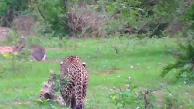 Animals Leopard