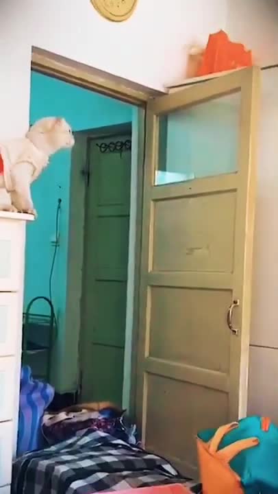 Funny Cats and Cute Kittens Playing Compilation for laugh !