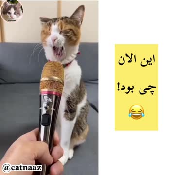 Singing Cats