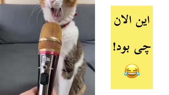 Singing Cats