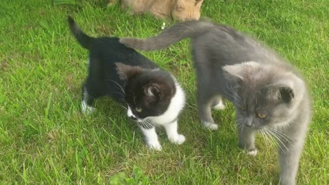 Several cute kittens together in the backyard