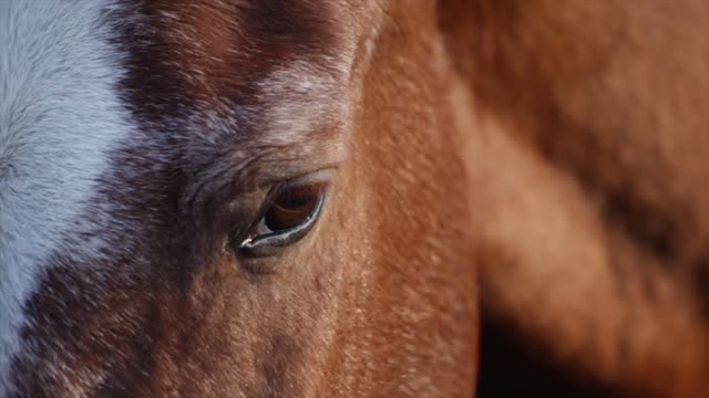 The tenderness of the horse in the nearest scene with the best quality