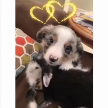 Adorable Puppy Melts Hearts with Cute Antics