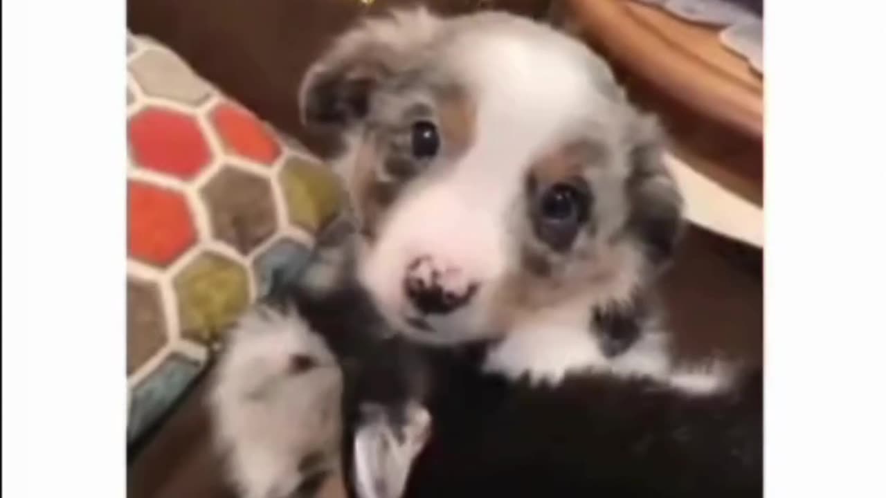 Adorable Puppy Melts Hearts with Cute Antics