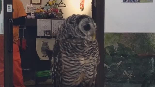 Brown snow owl stands on sign and looks around