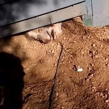 Adventures of Kaya-Kaya's Den