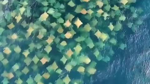 Drone footage shows stingrays swimming in Australia