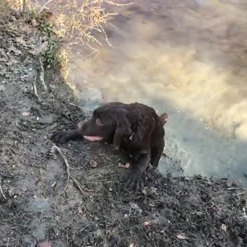 For those who are interested in how Dutch’s 1st excursion into the stream went (he