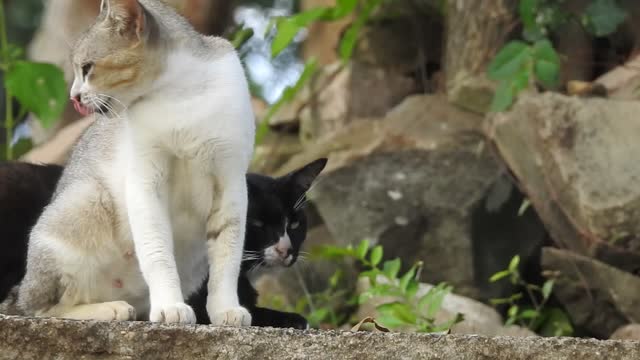 Homeless Cat