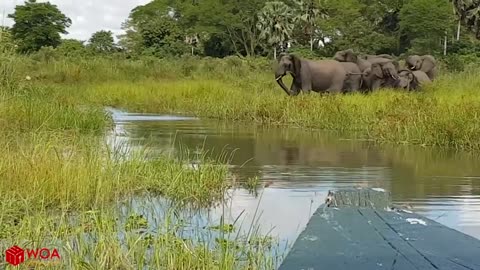 Amazing Elephant saves baby elephant from Dangerous Crocodile