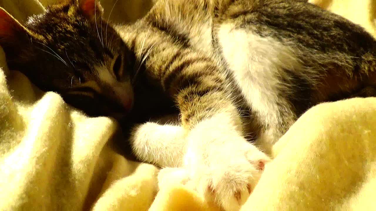 Rudolph, the Red-Nosed Kitten Is Making Biscuits