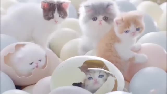 cute kitten eggs