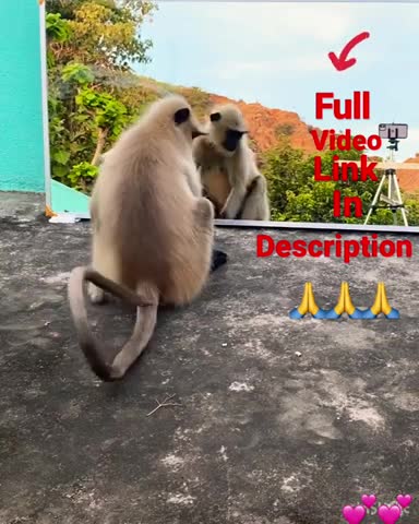 This monkey was very funny. #rumbal