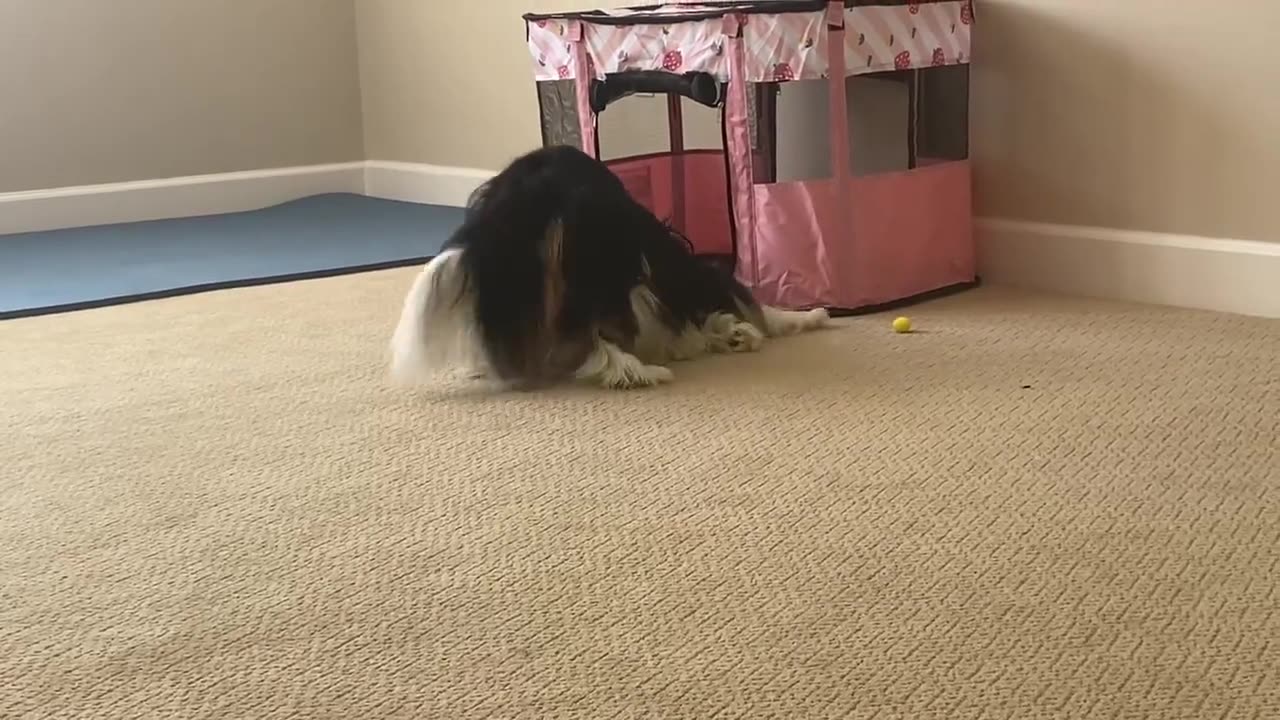 Cute dog and puppy play and showing their ❤love.