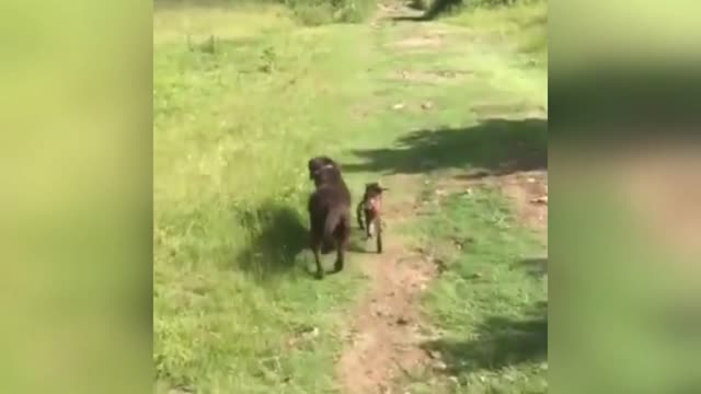 Cute baby animals Videos Compilation - Cutest Pets On Earth Viral Vids You Have Never seen Before