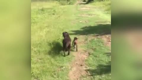 Cute baby animals Videos Compilation - Cutest Pets On Earth Viral Vids You Have Never seen Before