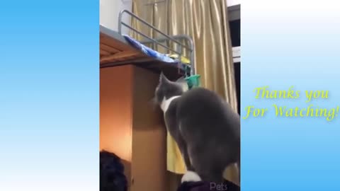 Top Funny Cat Videos Of The Week - Try Not To Laugh