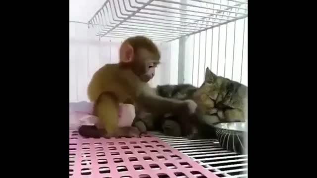 The little monkey is carefully brushing the cat's whiskers.