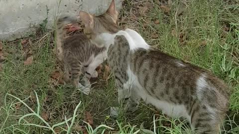 Cat family in kuwait office