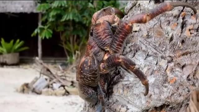 Crab Climb Coconut Tree