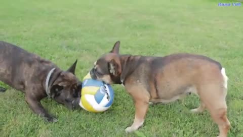 puppy dogs are playing volleyboll in ground