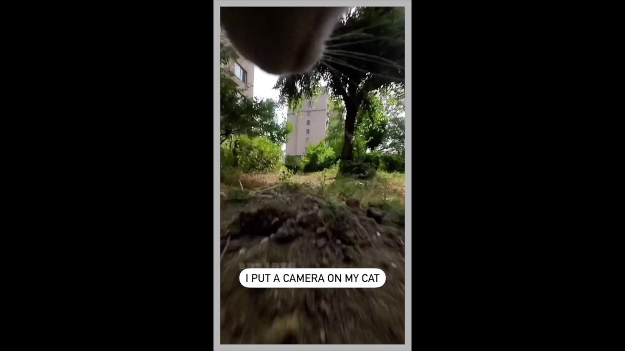This Is What It Looks Like From A Cat's Perspective