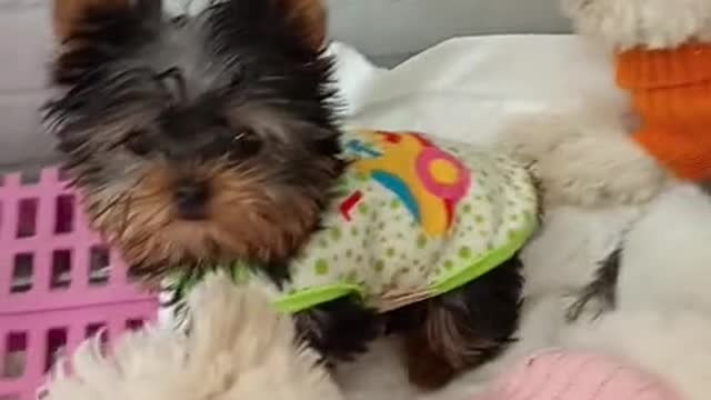 Cute dogs wearing outfits