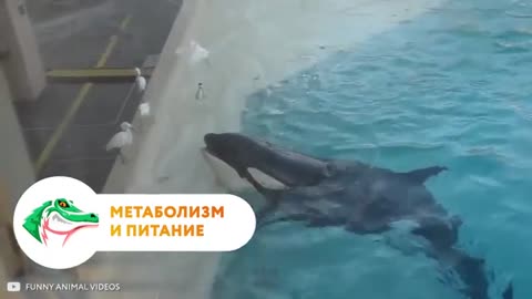 Саме тому касатки в 100 разів небезпечніші за китів