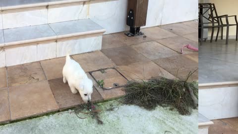 Valiente cachorro conquista la bajada de escaleras