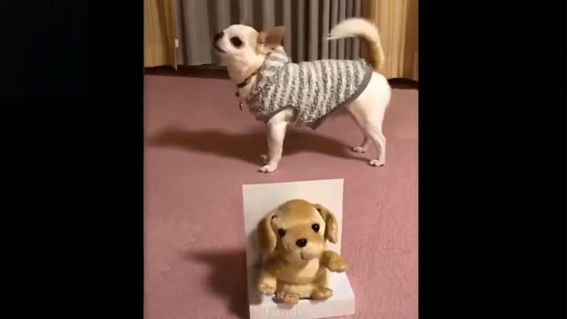 💗Cute And Funny Pets Compilation. Best!💗