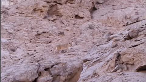 Lions thriving in Namibian Desert | BBC Earth