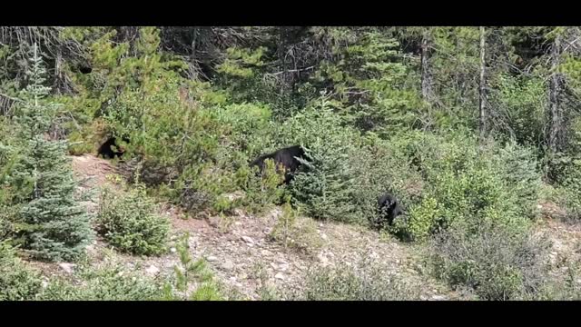 Bears in the wild eating