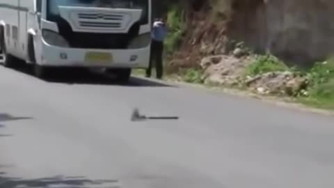 Snake vs Mongoose