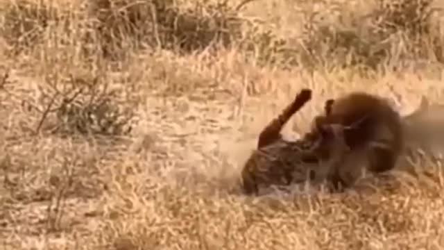 LION FIGHTING
