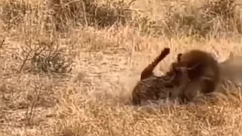 LION FIGHTING