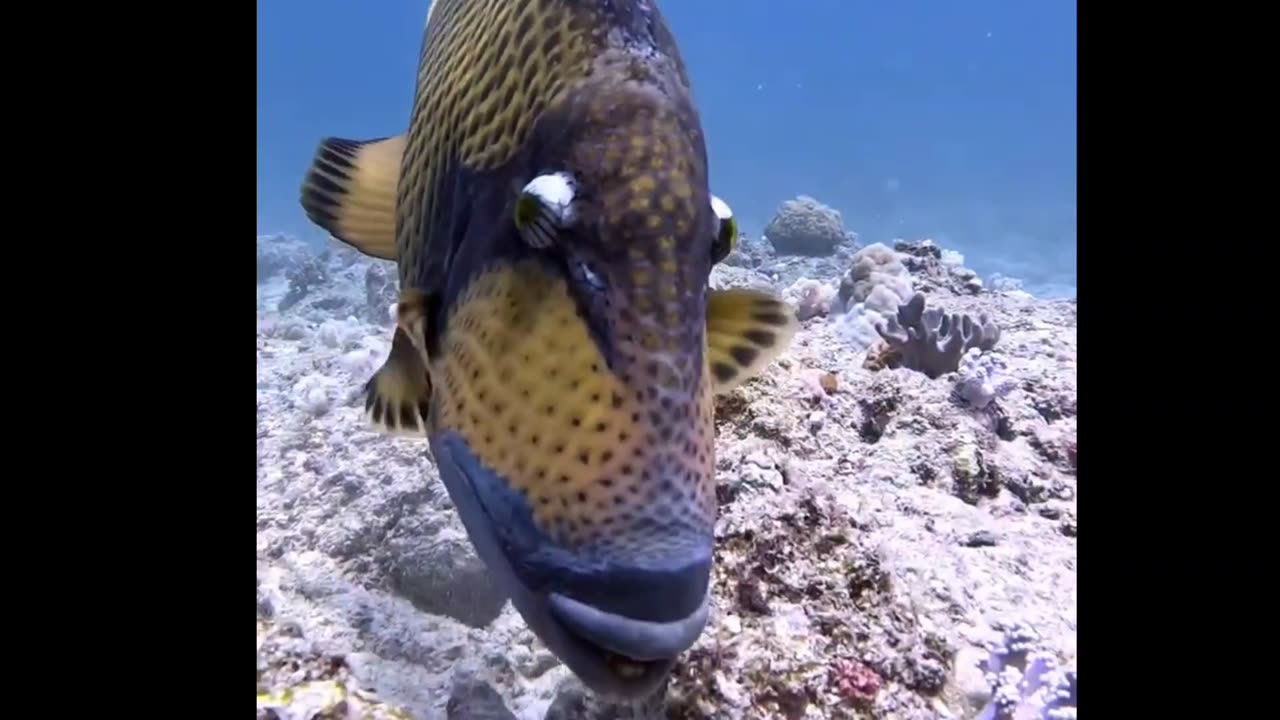 Friendly Trigger fish