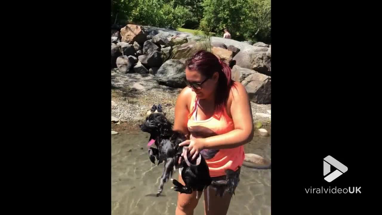 Pomeranian air swimming