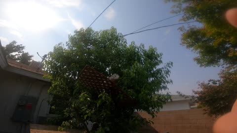Mans Lizard does Amazing Stunts!