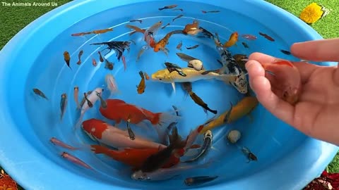 Snail Carp Fish Goldfish Angelfish Guppy Guppies Catfish animals Videos