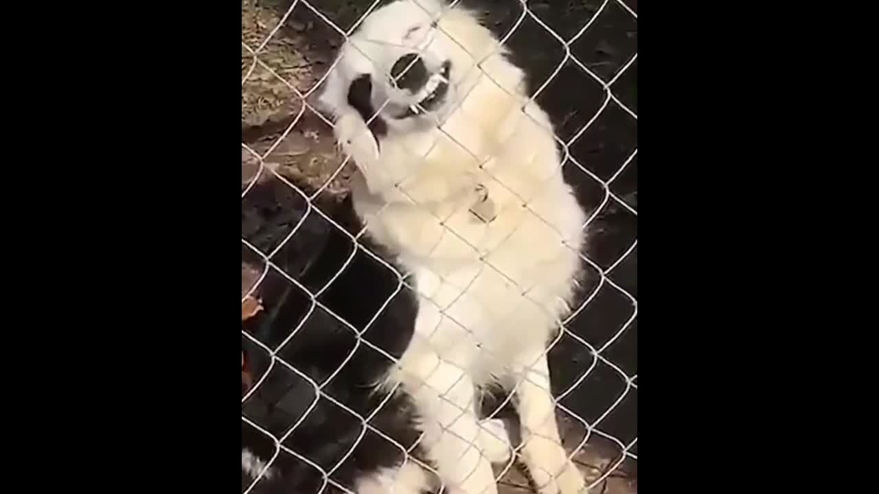 Cuidado perro agresivo.😍