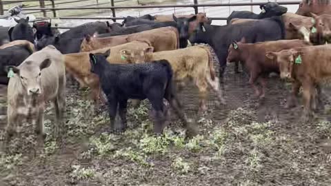 2444: 38- Young Angus/AngusX pair.