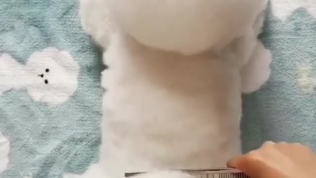 Bichon Frise's "fluffy hair"